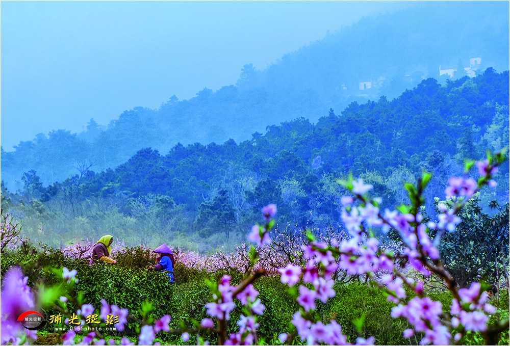 71-6、《青山绿茶》、.jpg